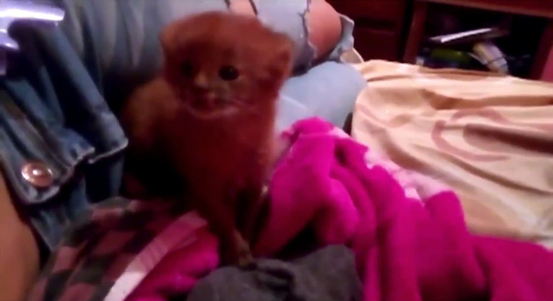 เสือพูมา เสือพูมา