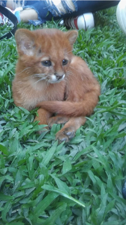 เสือพูมา เสือพูมา