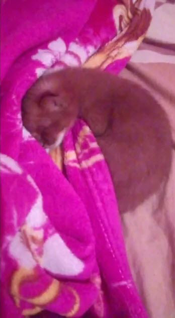 เสือพูมา เสือพูมา