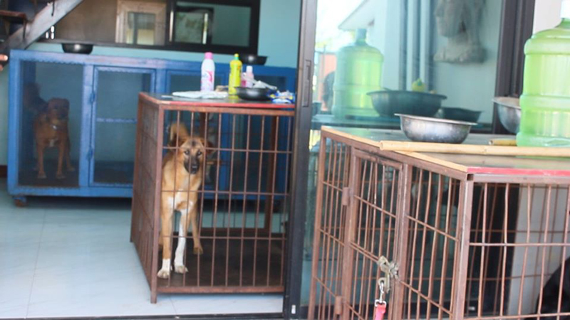 แฉนายจ้างฝรั่งจับขับกรงหมา แฉนายจ้างฝรั่งจับขับกรงหมา