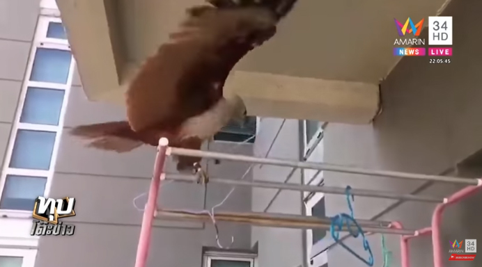 เหยี่ยวคาบไม้แขวนเสื้อแลกเนื้อไก่ เหยี่ยวคาบไม้แขวนเสื้อแลกเนื้อไก่