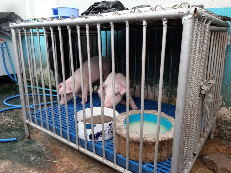 สั่งยกเลิกโชว์ แม่เสือเลี้ยงลูกหมู สั่งยกเลิกโชว์ แม่เสือเลี้ยงลูกหมู