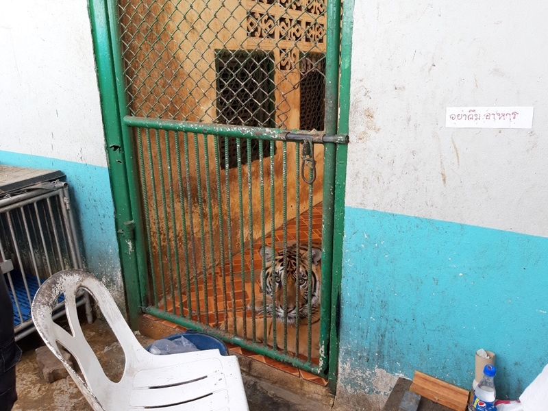 สั่งยกเลิกโชว์ แม่เสือเลี้ยงลูกหมู สั่งยกเลิกโชว์ แม่เสือเลี้ยงลูกหมู