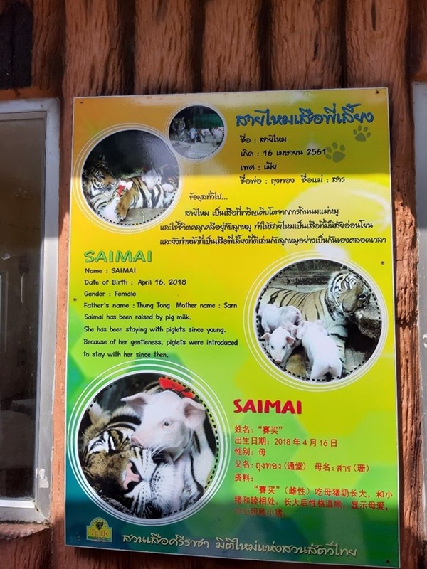 สั่งยกเลิกโชว์ แม่เสือเลี้ยงลูกหมู สั่งยกเลิกโชว์ แม่เสือเลี้ยงลูกหมู