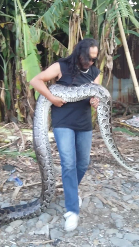 งูหลาม งูหลาม