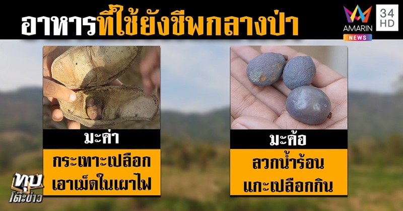ข่าวคนหลงป่า ข่าวคนหลงป่า