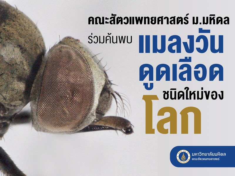 แมลงวันดูดเลือด แมลงวันดูดเลือด