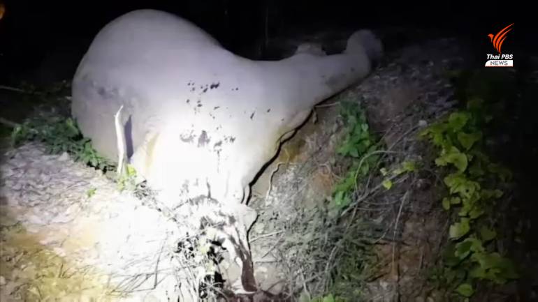 ยิงช้างล้ม ยิงช้างล้ม