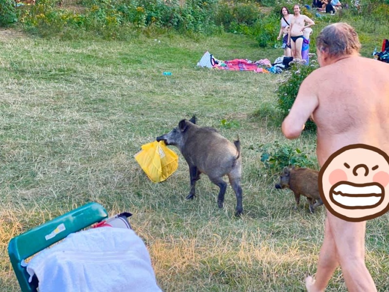 หมูป่าขโมยของ หมูป่าขโมยของ