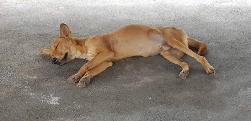 ลุงสายบัว ลุงสายบัว