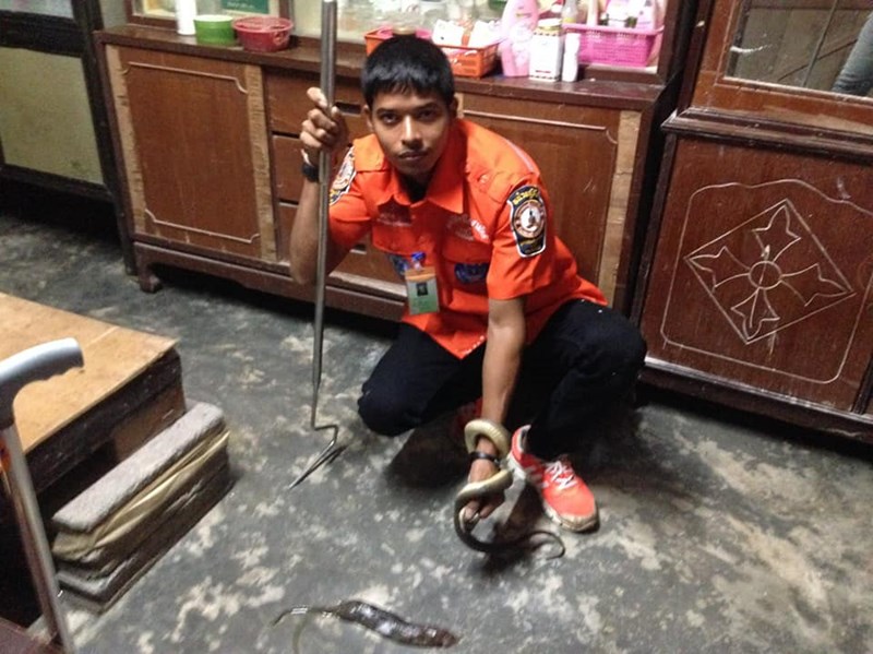 งูเห่าเข้าบ้าน งูเห่าเข้าบ้าน