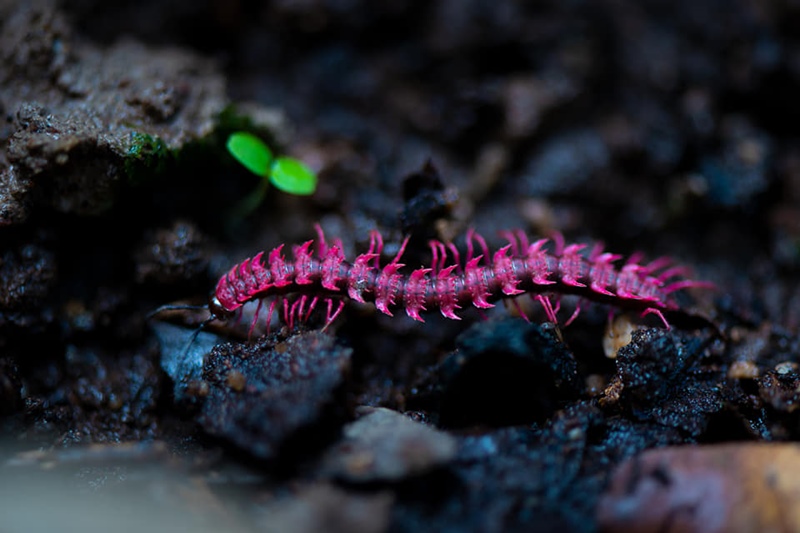 กิ้งกือมังกรสีชมพู กิ้งกือมังกรสีชมพู