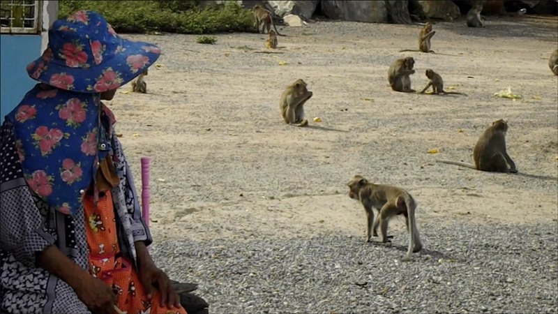 อาถรรพ์ขโมยลิงเขาหน่อ อาถรรพ์ขโมยลิงเขาหน่อ
