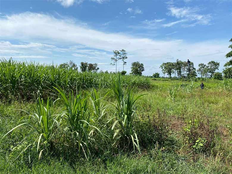 จับหมีควาย จับหมีควาย