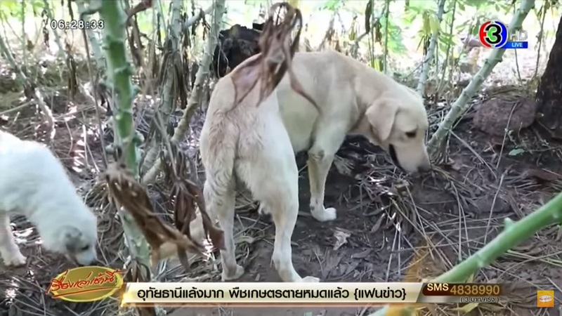 ข่าวหมีควาย ขอนแก่น ข่าวหมีควาย ขอนแก่น