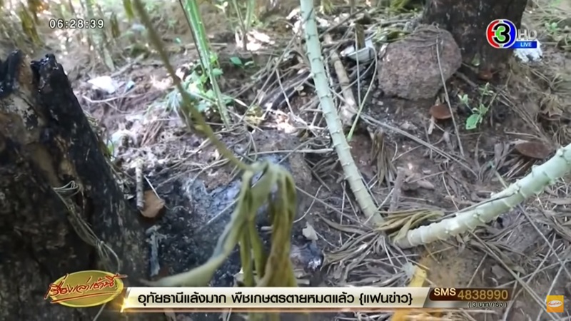 ข่าวหมีควาย ขอนแก่น ข่าวหมีควาย ขอนแก่น