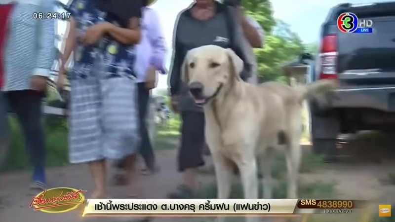 ข่าวหมีควาย ขอนแก่น ข่าวหมีควาย ขอนแก่น