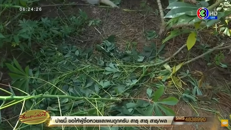 ข่าวหมีควาย ขอนแก่น ข่าวหมีควาย ขอนแก่น