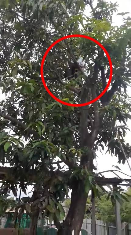 คุณย่าปีนต้นไม้ คุณย่าปีนต้นไม้