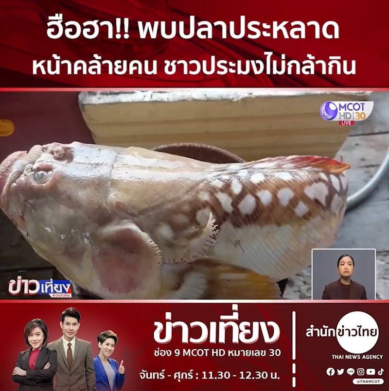 ปลาประหลาดหน้าคล้ายคน ปลาประหลาดหน้าคล้ายคน