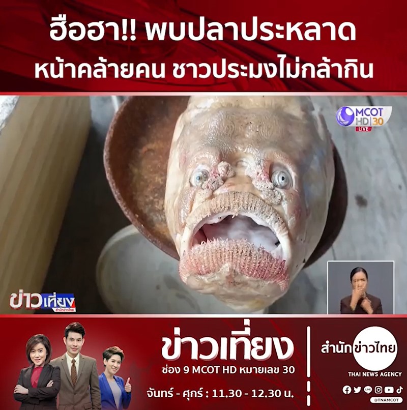 ปลาประหลาดหน้าคล้ายคน ปลาประหลาดหน้าคล้ายคน