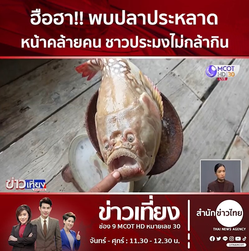 ปลาประหลาดหน้าคล้ายคน ปลาประหลาดหน้าคล้ายคน