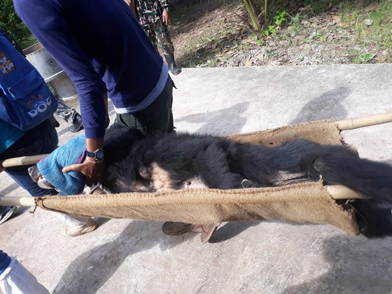 จับหมีควาย จับหมีควาย