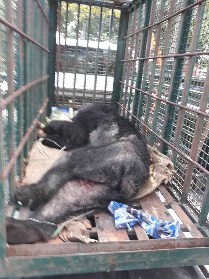 จับหมีควาย จับหมีควาย