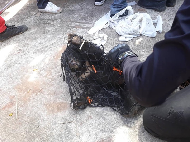 จับหมีควาย จับหมีควาย