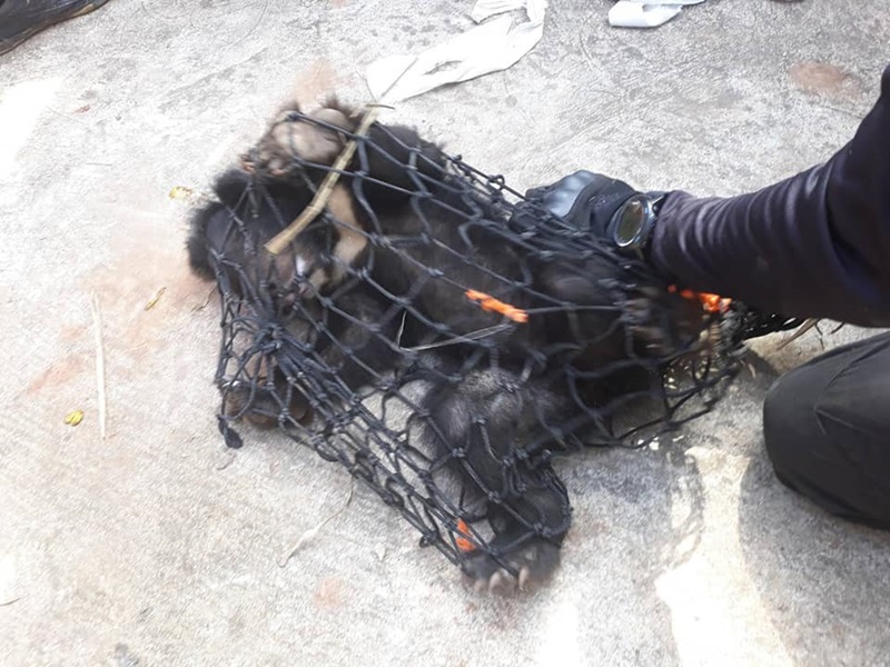 จับหมีควาย จับหมีควาย