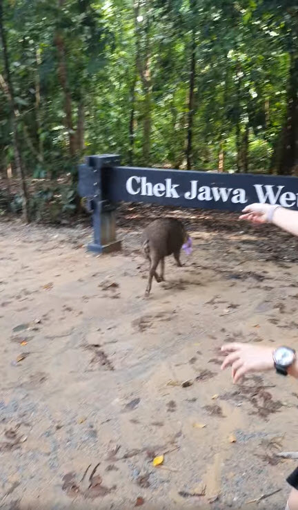 หมูป่าแย่งขนมนักปั่น หมูป่าแย่งขนมนักปั่น