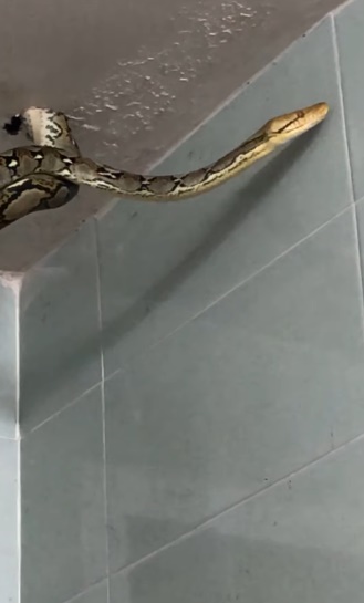 งูเหลือม งูเหลือม