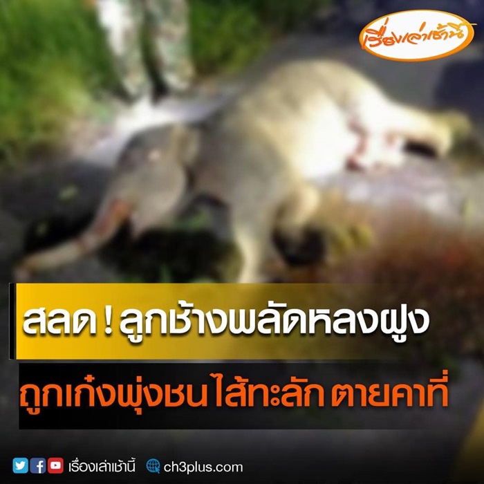 ลูกช้างป่าถูกรถชน ลูกช้างป่าถูกรถชน