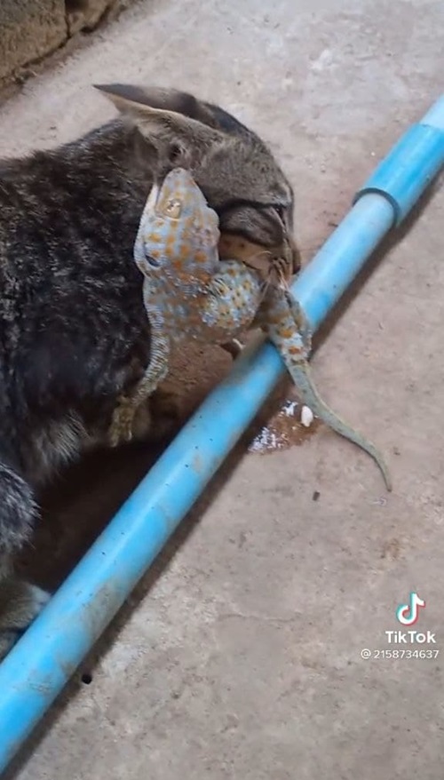 แมวกัดตุ๊กแก แมวกัดตุ๊กแก