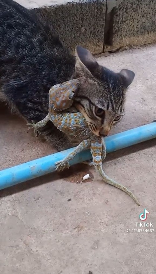 แมวกัดตุ๊กแก แมวกัดตุ๊กแก