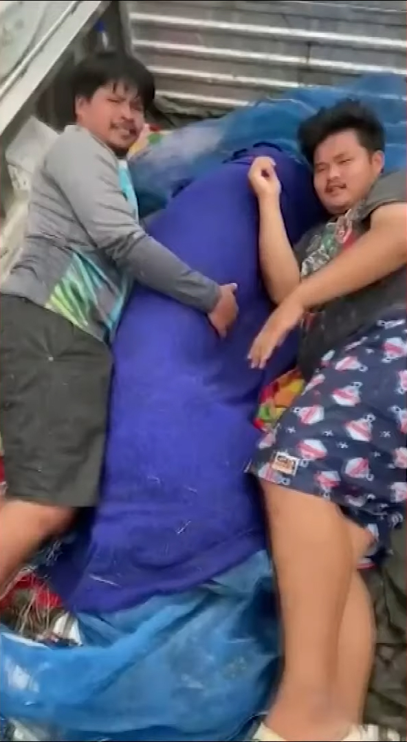 ปลาช่อนยักษ์ ปลาช่อนยักษ์