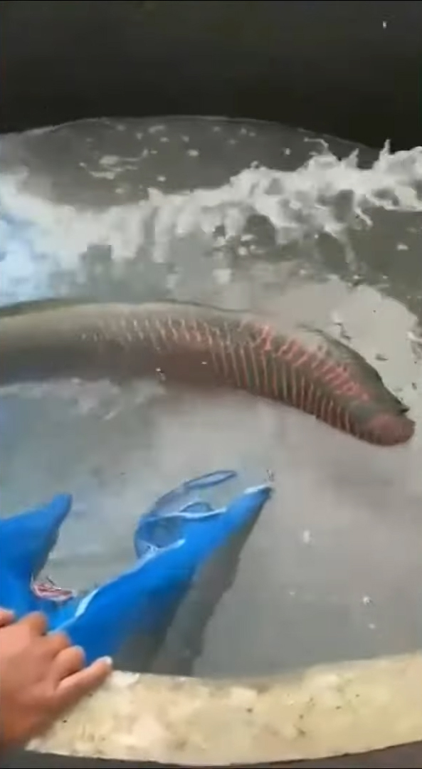 ปลาช่อนยักษ์ ปลาช่อนยักษ์