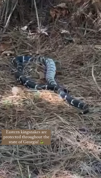 งูกินกัน งูกินกัน