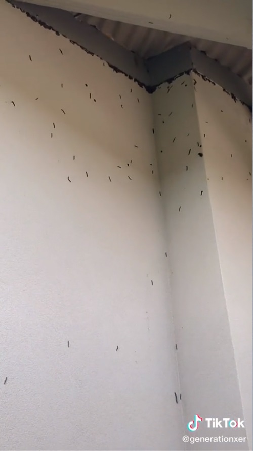 กิ้งกือ กิ้งกือ