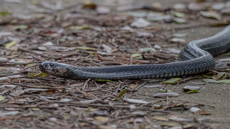 งูเห่าดำ งูเห่าดำ