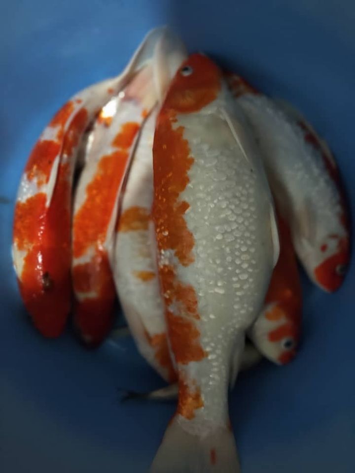 ต้มแซ่บปลาคาร์ฟ ต้มแซ่บปลาคาร์ฟ