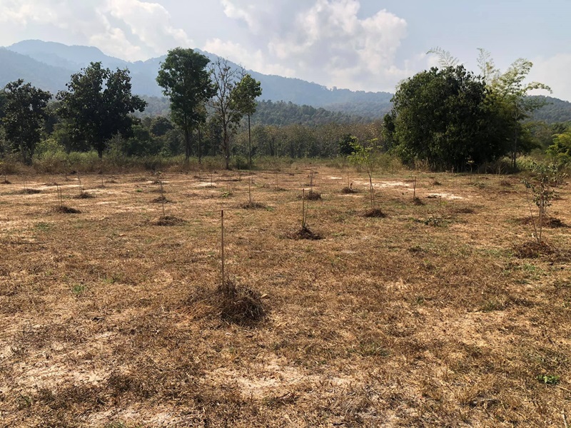 Before After ป่าฌอนกับบิ๊กป้อม Before After ป่าฌอนกับบิ๊กป้อม