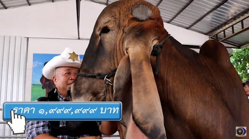 วัวราคา 2 ล้าน วัวราคา 2 ล้าน