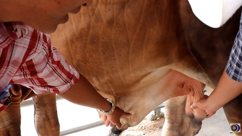 วัวราคา 2 ล้าน วัวราคา 2 ล้าน