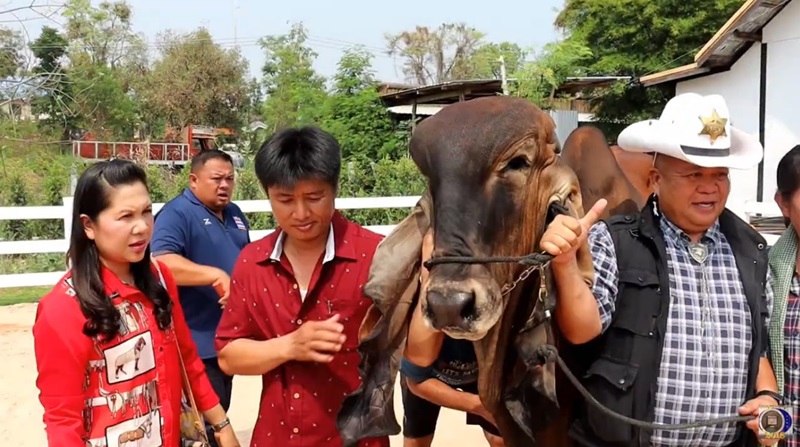 วัวราคา 2 ล้าน วัวราคา 2 ล้าน