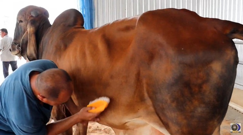 วัวราคา 2 ล้าน วัวราคา 2 ล้าน