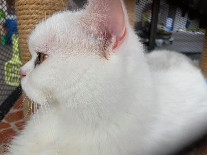 จับยาเสพติด ยึดแมว จับยาเสพติด ยึดแมว