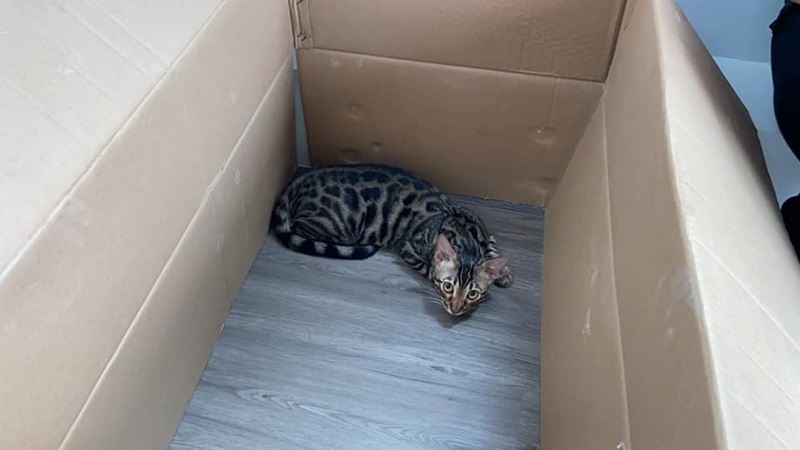 จับยาเสพติด ยึดแมว จับยาเสพติด ยึดแมว