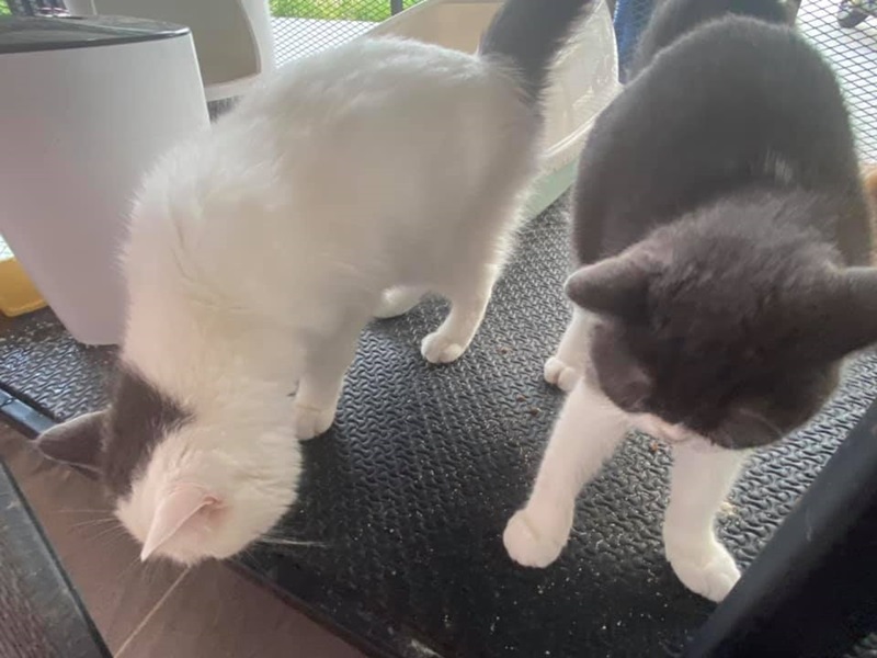 จับยาเสพติด ยึดแมว จับยาเสพติด ยึดแมว