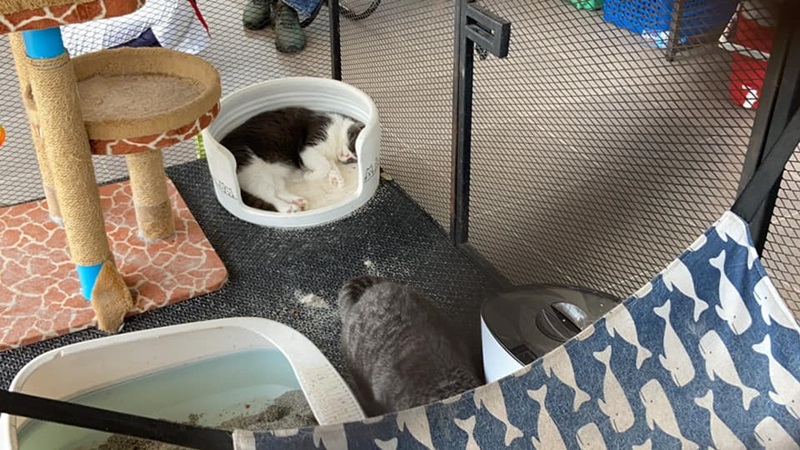 จับยาเสพติด ยึดแมว จับยาเสพติด ยึดแมว